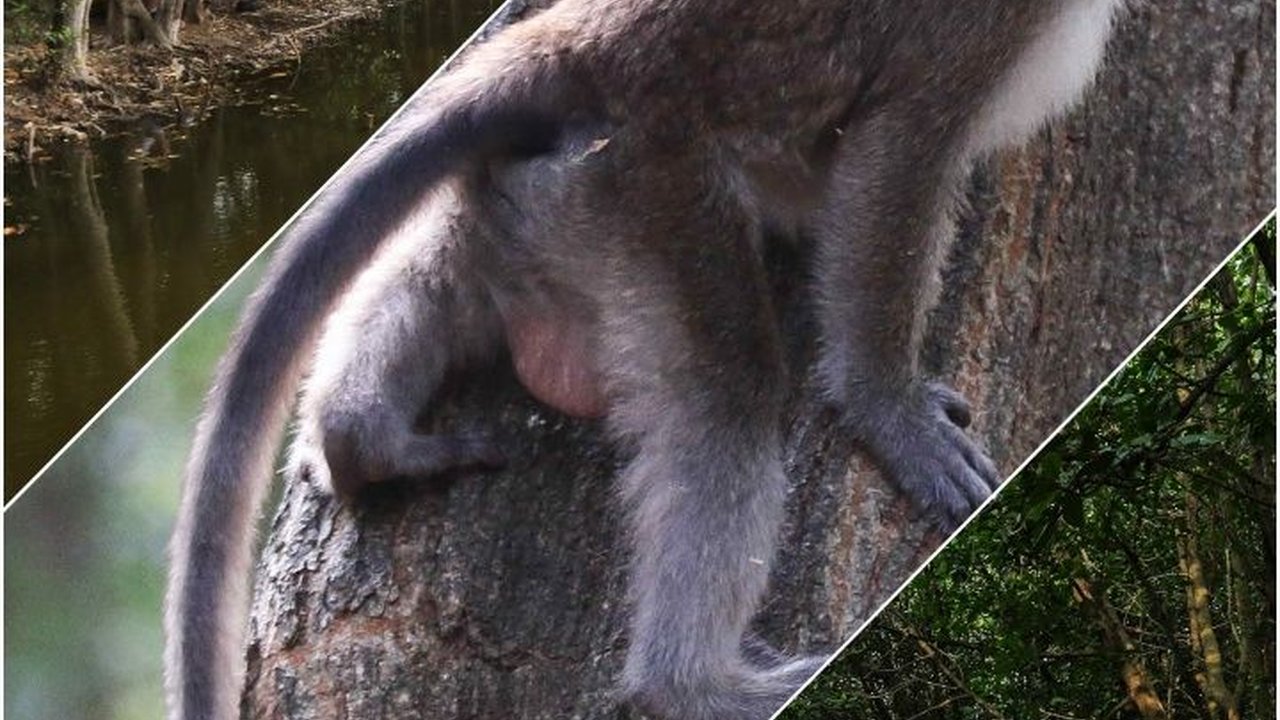 FOTO: Serunya Ekowisata Mangrove di Pantai Indah Kapuk, Pengunjung Bisa Memancing, Menanam Pohon hingga Berinteraksi dengan Hewan Endemik