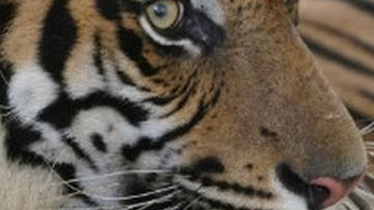 Teror Harimau di Desa Batang Bikin Gemeteran, Ada yang 'Bertamu' ke Rumah hingga Nyebur Septic Tank