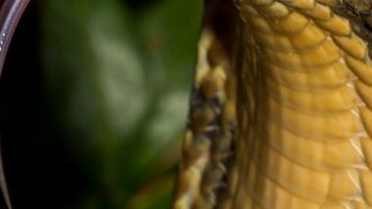 Termasuk King Cobra, ini 10 Ular Beracun Paling Mematikan di Dunia