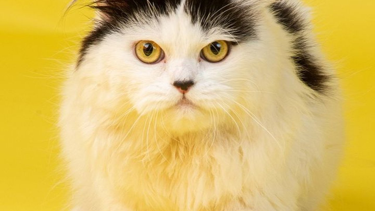 Perbedaan Kucing Anggora dan Persia, Pahami Ciri Fisik dan Perangainya