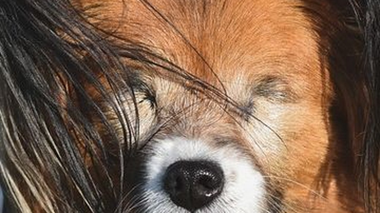 23 Agustus Peringatan Hari Anjing Buta Internasional, Ini Fakta Menariknya