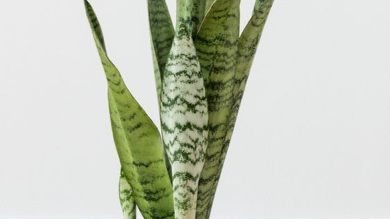 Taruk Tanaman Hias Ini di Rumah Karena Bisa Bersihkan Polusi Udara