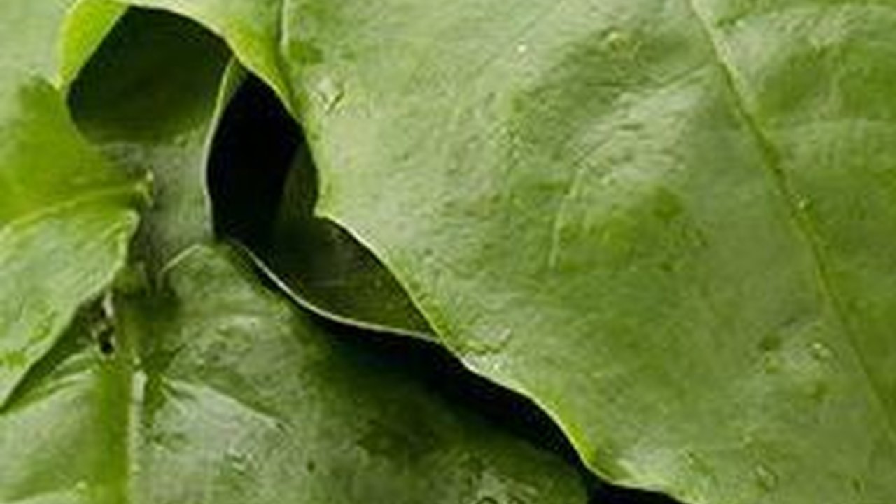 13 Manfaat Daun Binahong bagi Kesehatan Tubuh & Begini Cara Mengolah yang Tepat