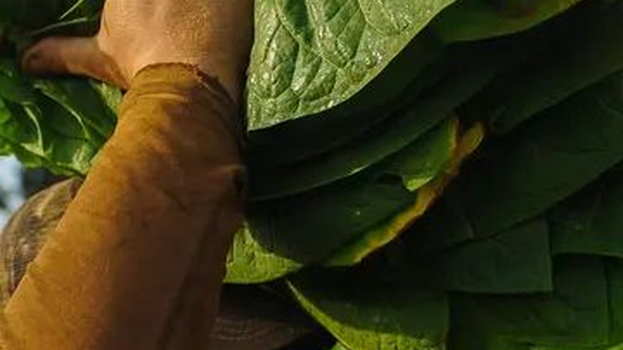 Menelusuri Sejarah Daun Emas Madura, Tembus Pasar Eropa pada Masa Perang Dingin