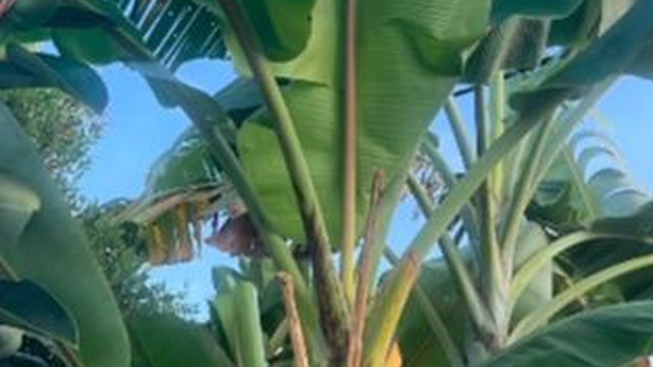 Inspiratif, Emak-Emak Berdaster Berhasil Jual Daun Pisang ke Australia, 'Hanya Modal Internet'