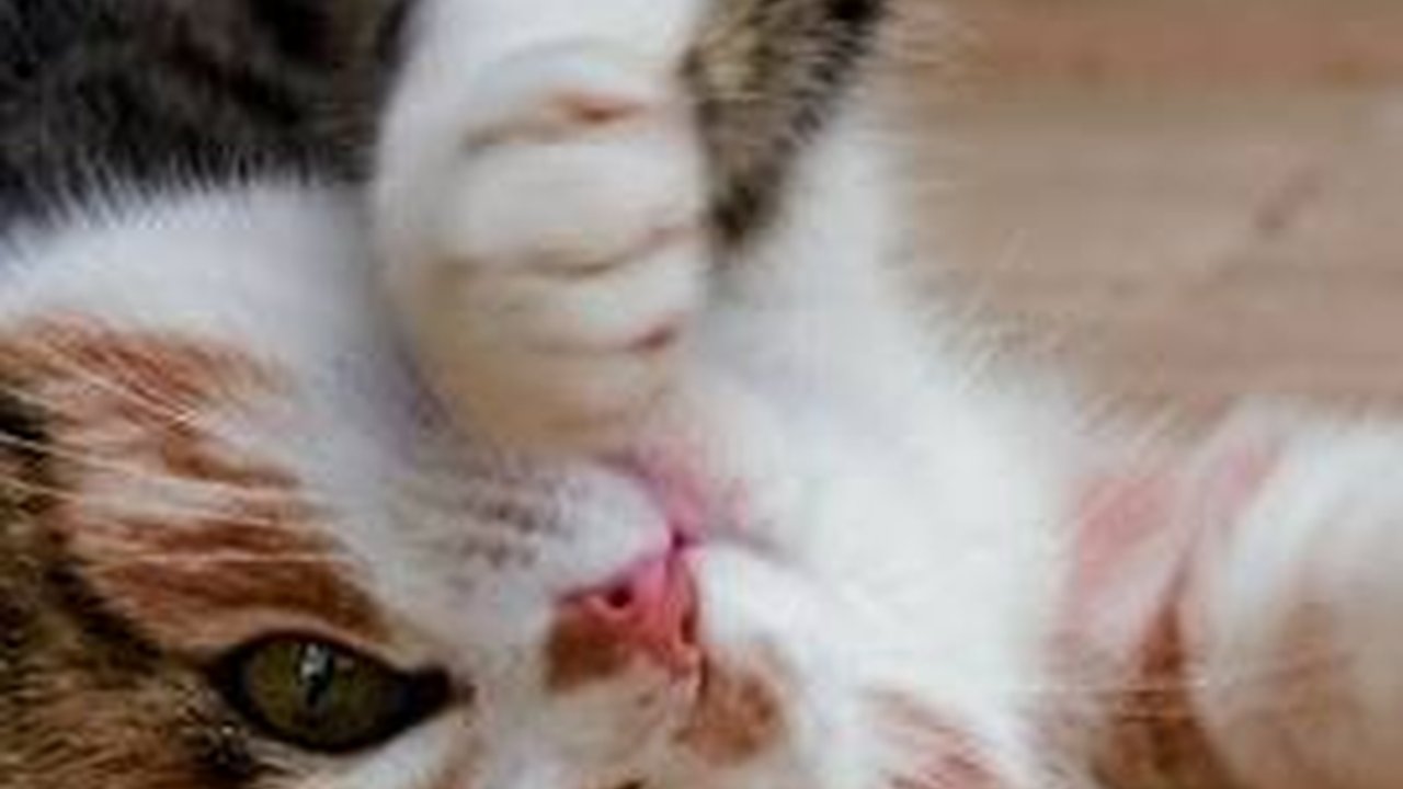 8 Jenis Suara Kucing yang Punya Arti Tertentu, Pemilik Anabul Wajib Tahu