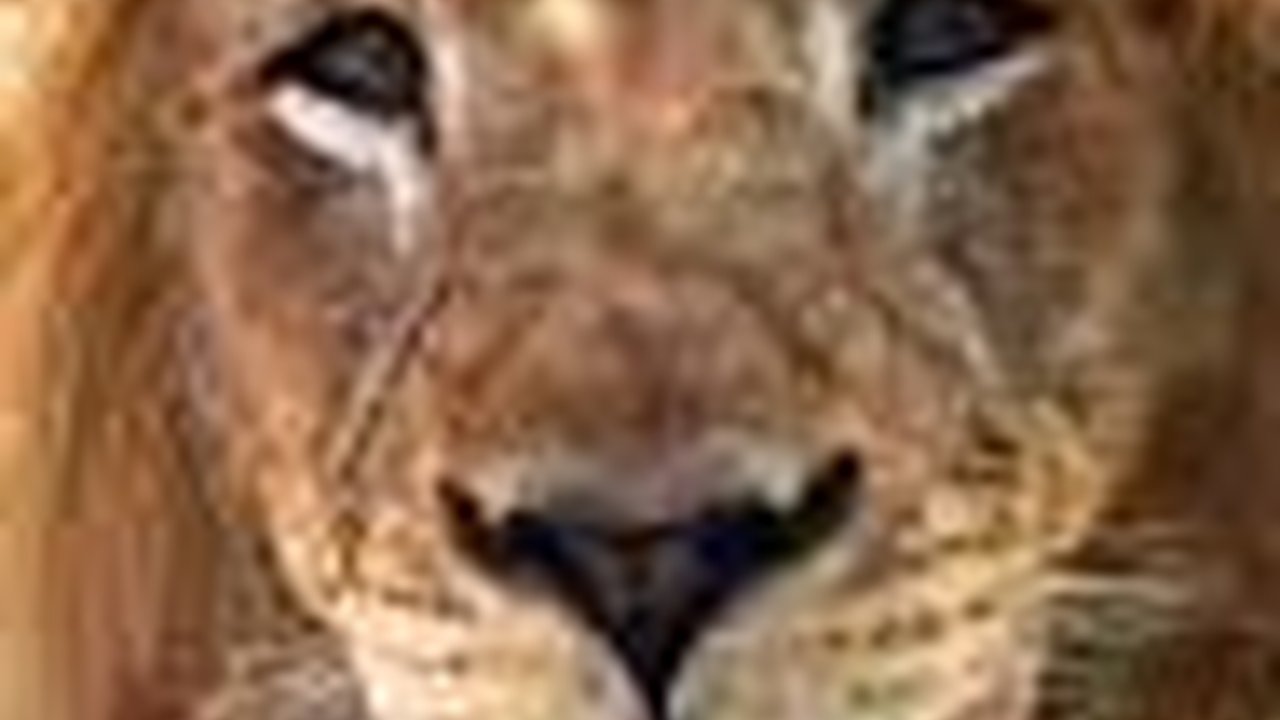 The Power of Emak-Emak, Singa Ngamuk Dibikin Kayak Kucing