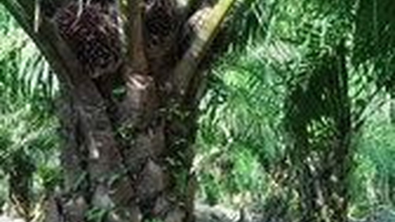 RI Penghasil Kelapa Sawit Terbesar di Dunia, Tapi yang Untung Malah Malaysia & Belanda