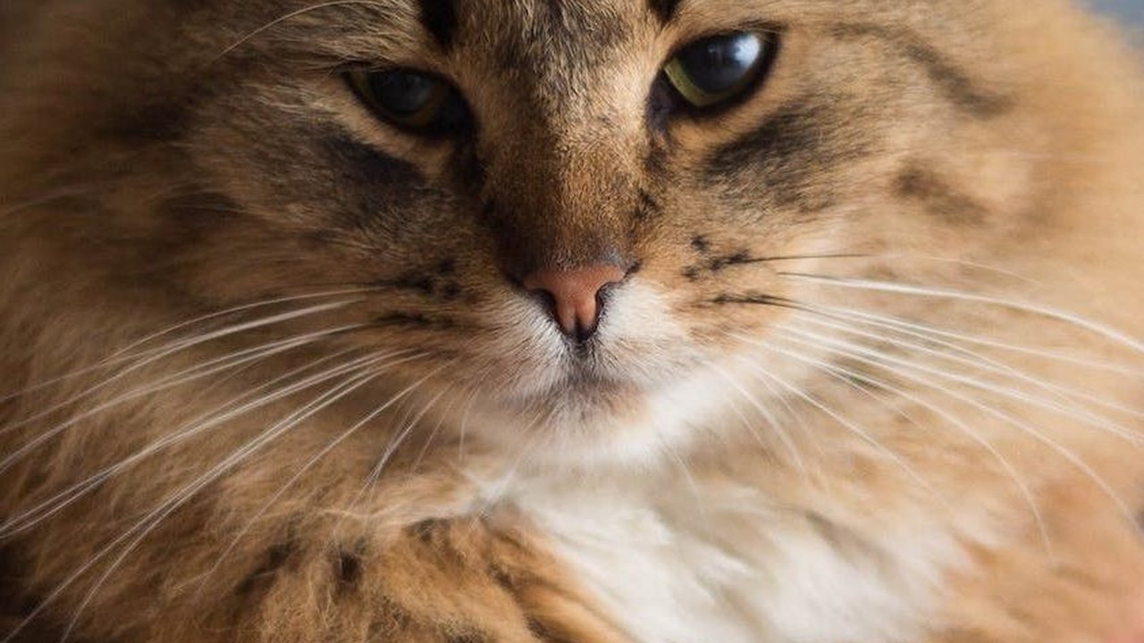 Tips Jitu Mencegah Kerontokan pada Bulu Kucing, Lakukan Beberapa Cara Ini
