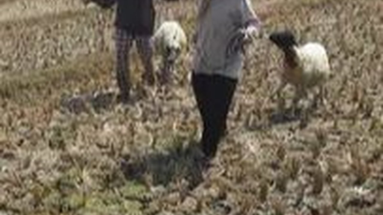 Kemarau Bikin Ribuan Lahan Pertanian di Pati 'Mangkrak'