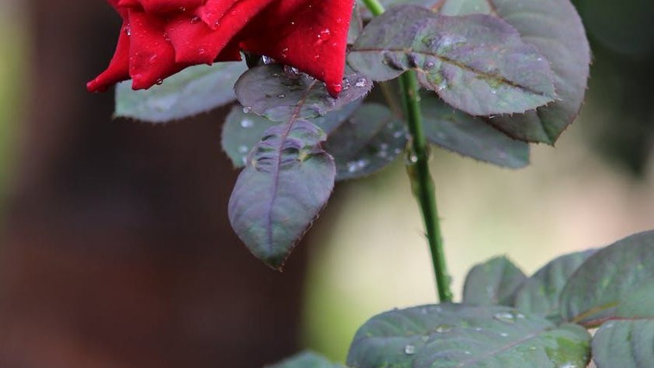 Dianggap Mistis, Bunga Mawar Miliki 12 Manfaat saat Dijadikan Teh