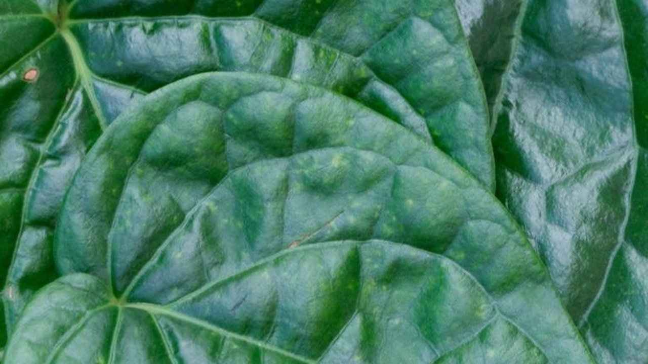 Manfaat Daun Sirih Cina untuk Kesehatan, Bantu Tingkatkan Kekebalan Tubuh