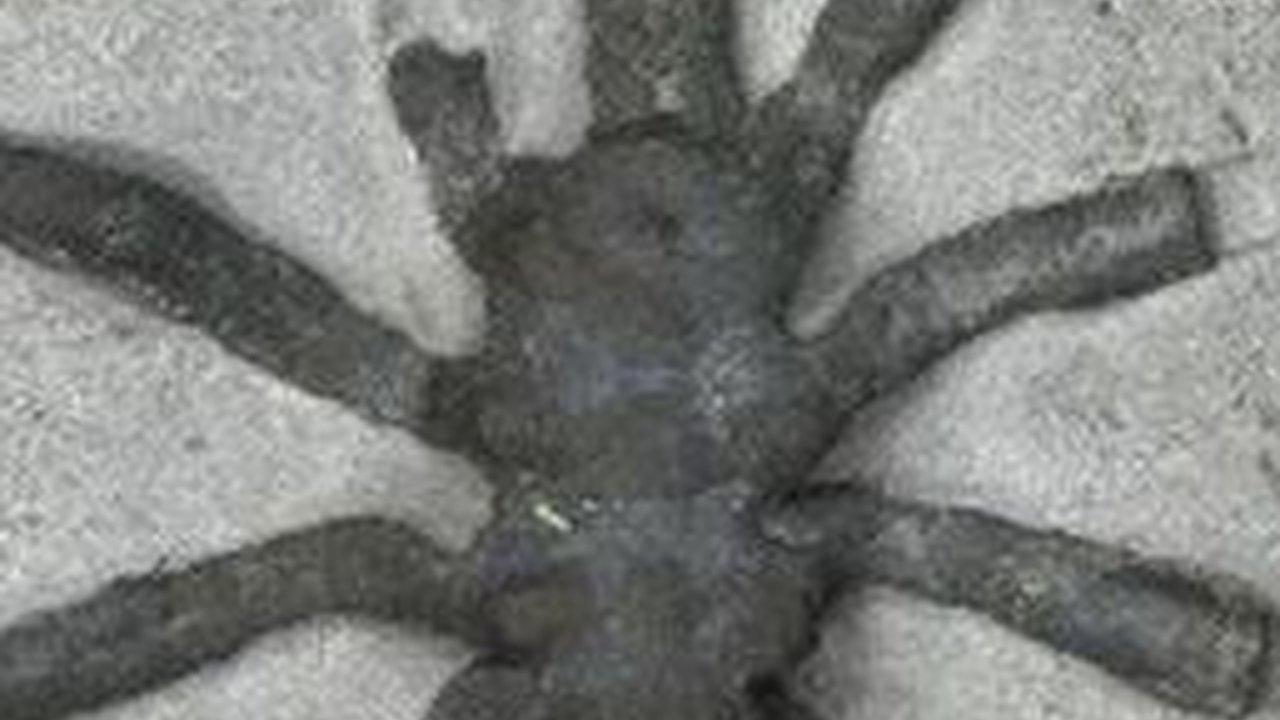 Ilmuwan Temukan Fosil Laba-laba Laut Berusia 160 Juta Tahun, Hidup di Era Dinosaurus