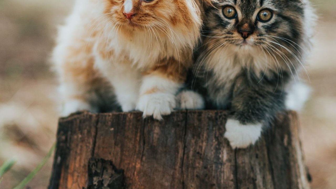 6 Alasan Bulu Kucing Rontok dan Cara Mengatasinya