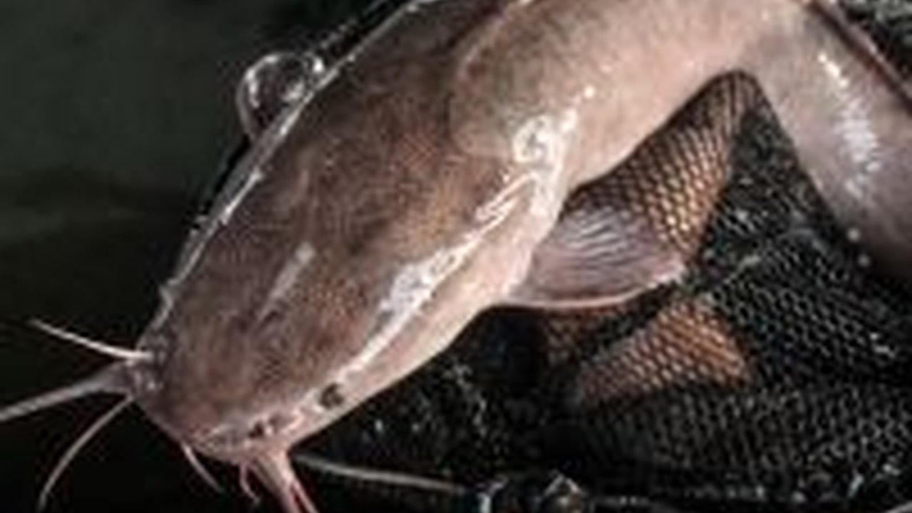 Benarkah Sesuap Ikan Lele Mengandung 3.000 Sel Kanker? Cek Faktanya