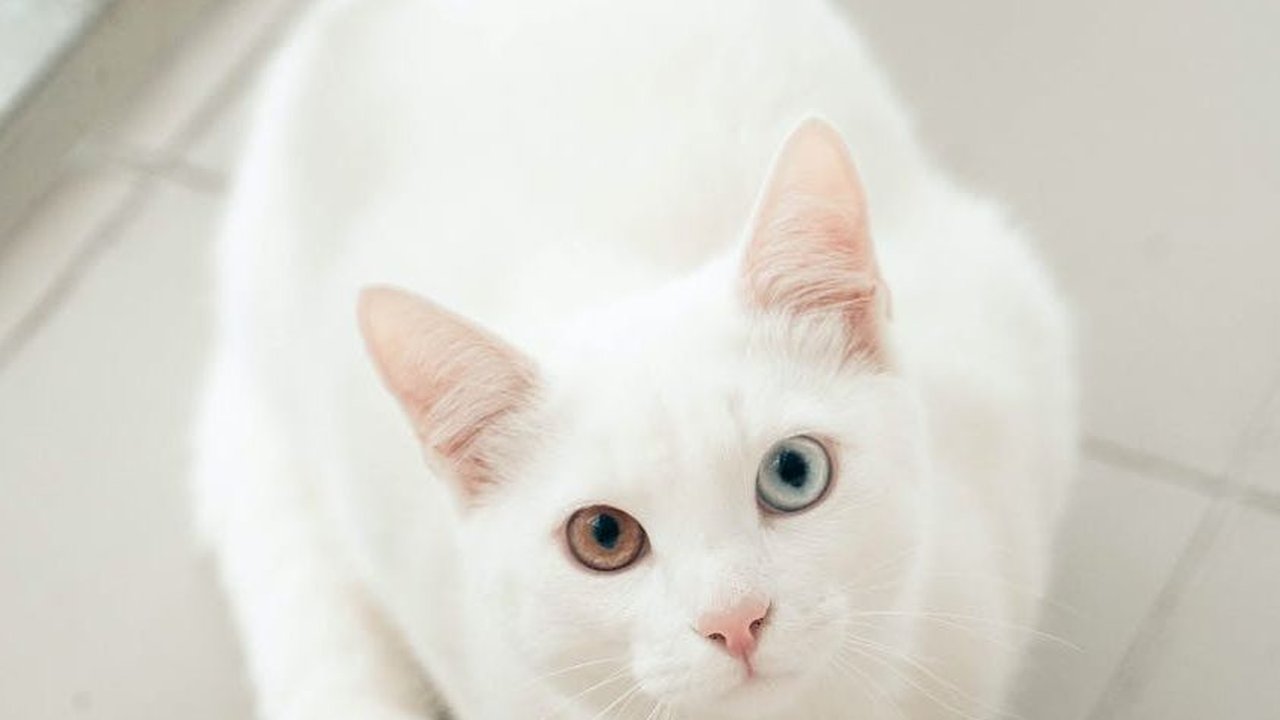 Memiliki Bulu Seputih Salju, Kucing Khao Manee Berharga Ratusan Juta