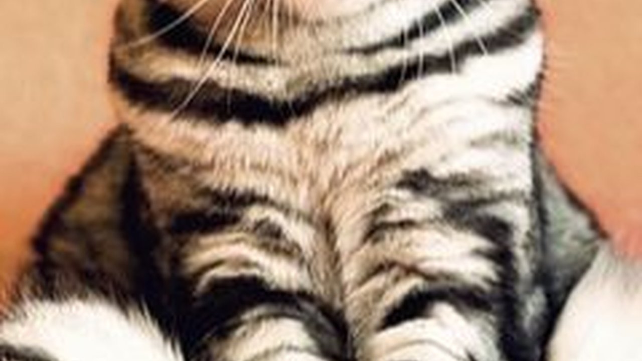 Jenis Kucing Lucu Sedunia, Ketahui Cara Merawat dan Manfaatnya