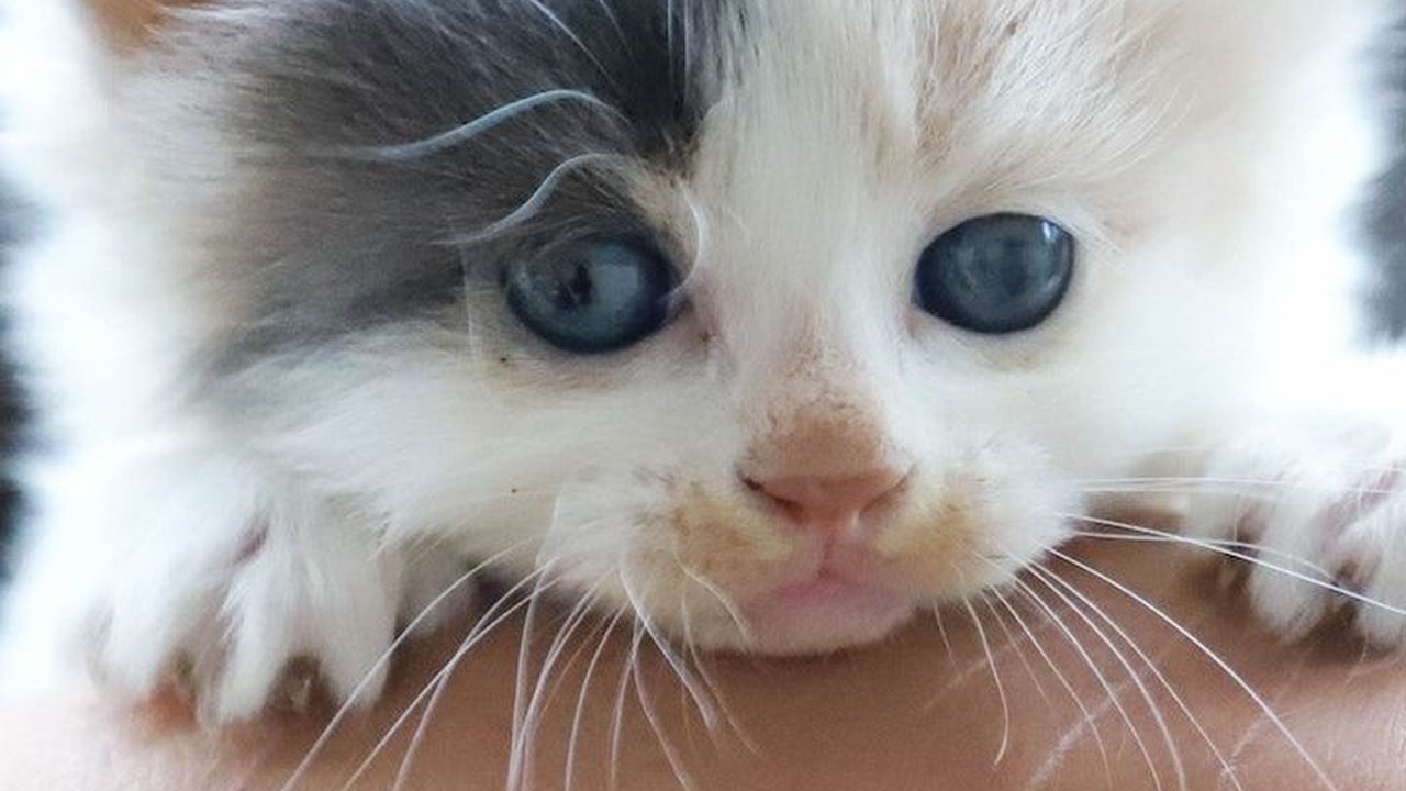 4 Langkah Pertolongan Pertama terhadap Anak Kucing yang Tercebur