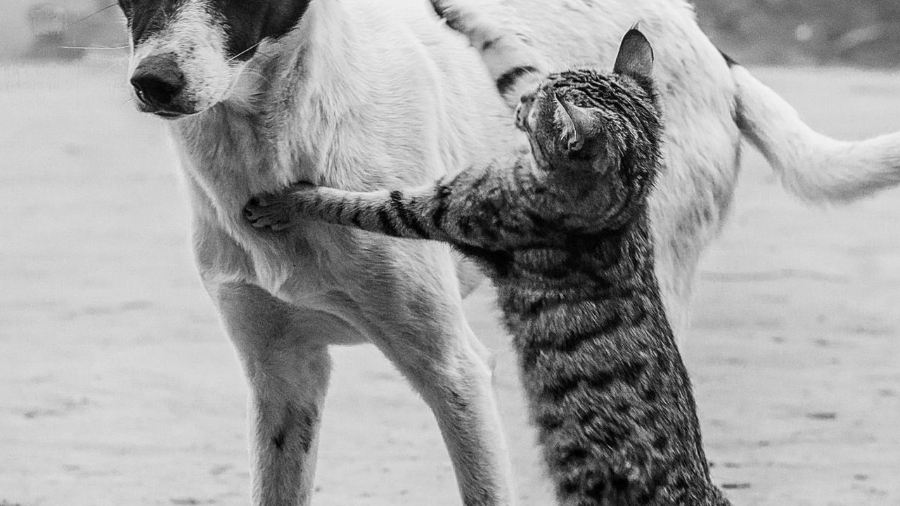 Diabetes Juga Bisa Dialami Anjing dan Kucing, Kenali Penyebab dan Gejalanya