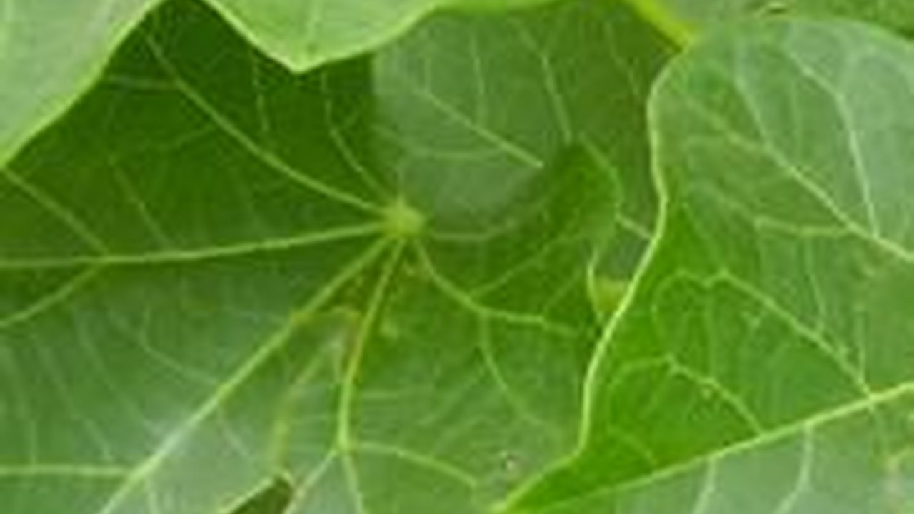 8 Manfaat Daun Jarak bagi Kesehatan Tubuh Beserta Efek Sampingnya