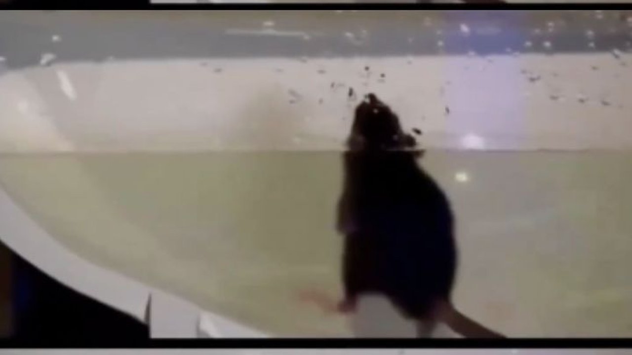 Lincahnya Tikus Berenang di Saluran Toilet yang Berkelok-kelok hingga Muncul di Kloset, Ini Penampakannya
