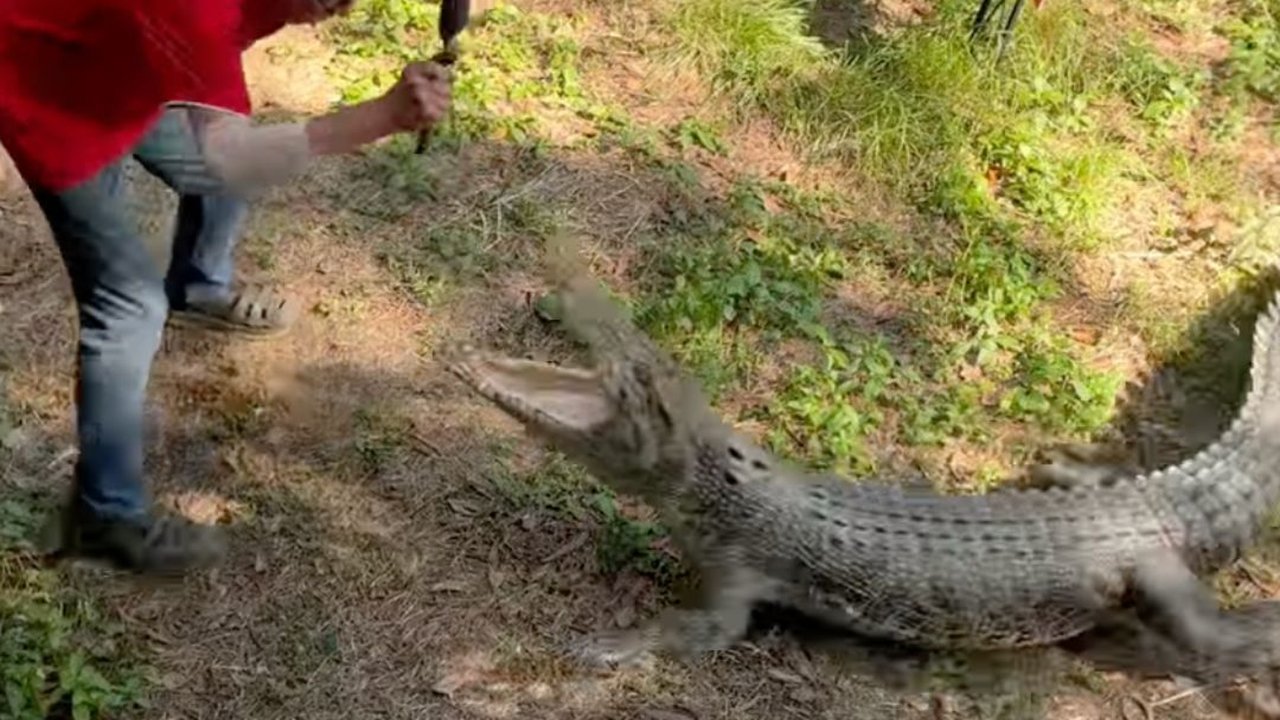 Tak Disangka! Kakek Ini Usir Buaya Besar Mau Masuk Rumahnya Pakai Penggorengan
