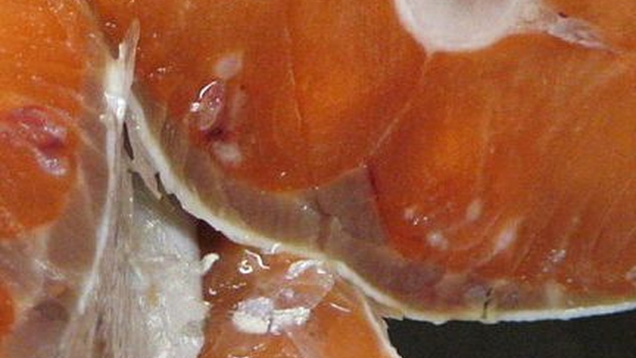 Pertama Kali Ditemukan, Hewan yang Tidak Perlu Bernapas untuk Hidup