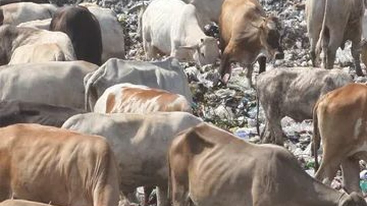 Jogja Darurat Sampah, DLHK Tunjuk 10 Desa Percontohan Kelola Sampah Secara Mandiri