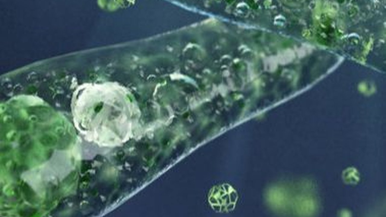 Memahami Ciri Protista, Lengkap dengan Penjelasan Klasifikasinya