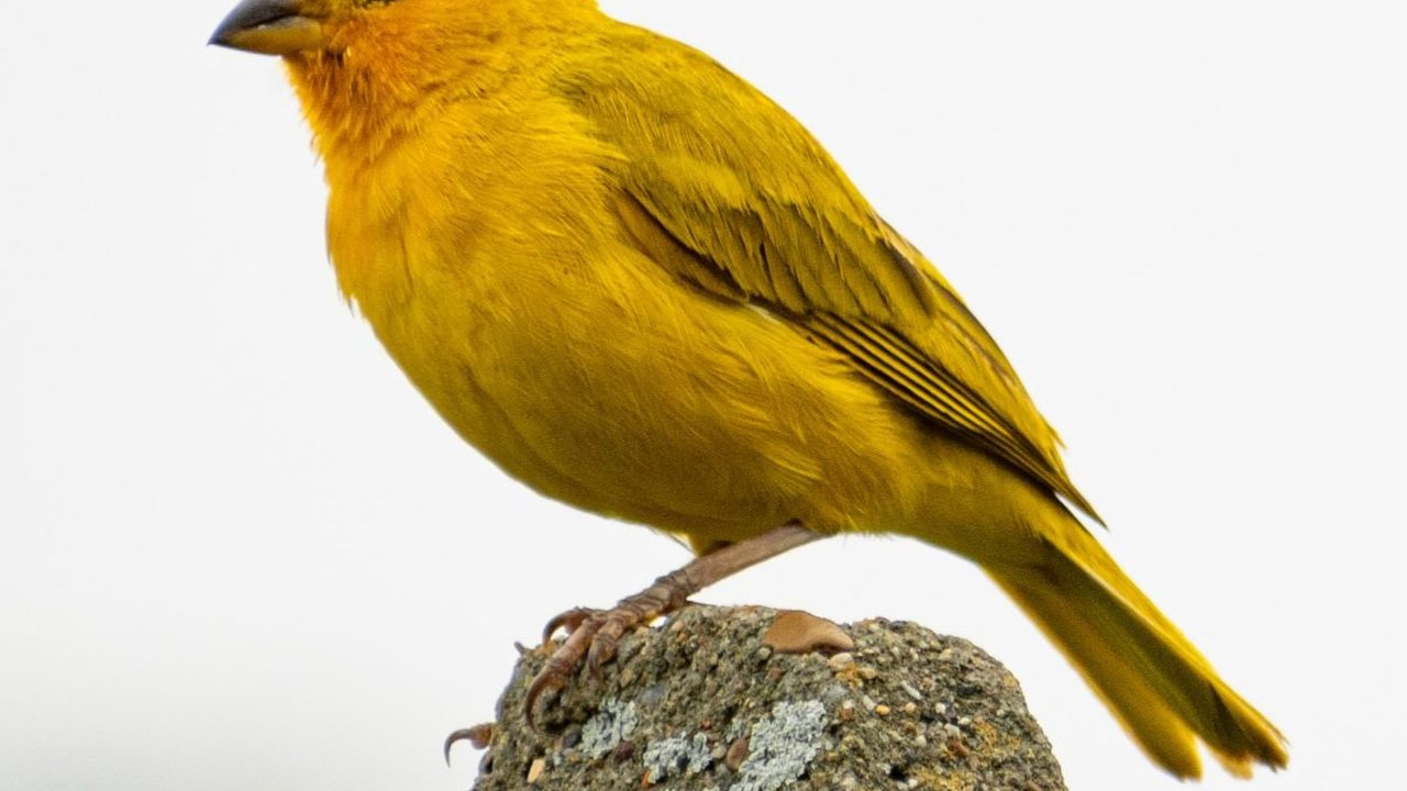 Cara Beternak Kenari yang Bagus, Berikut Hal-Hal yang Harus Dipersiapkan