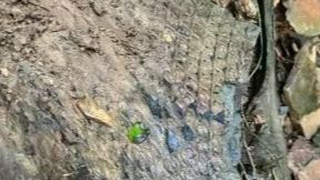 Fosil Misterius Bersisik Ditemukan di Pinggir Sungai, Ternyata Bukan Sisik Hewan