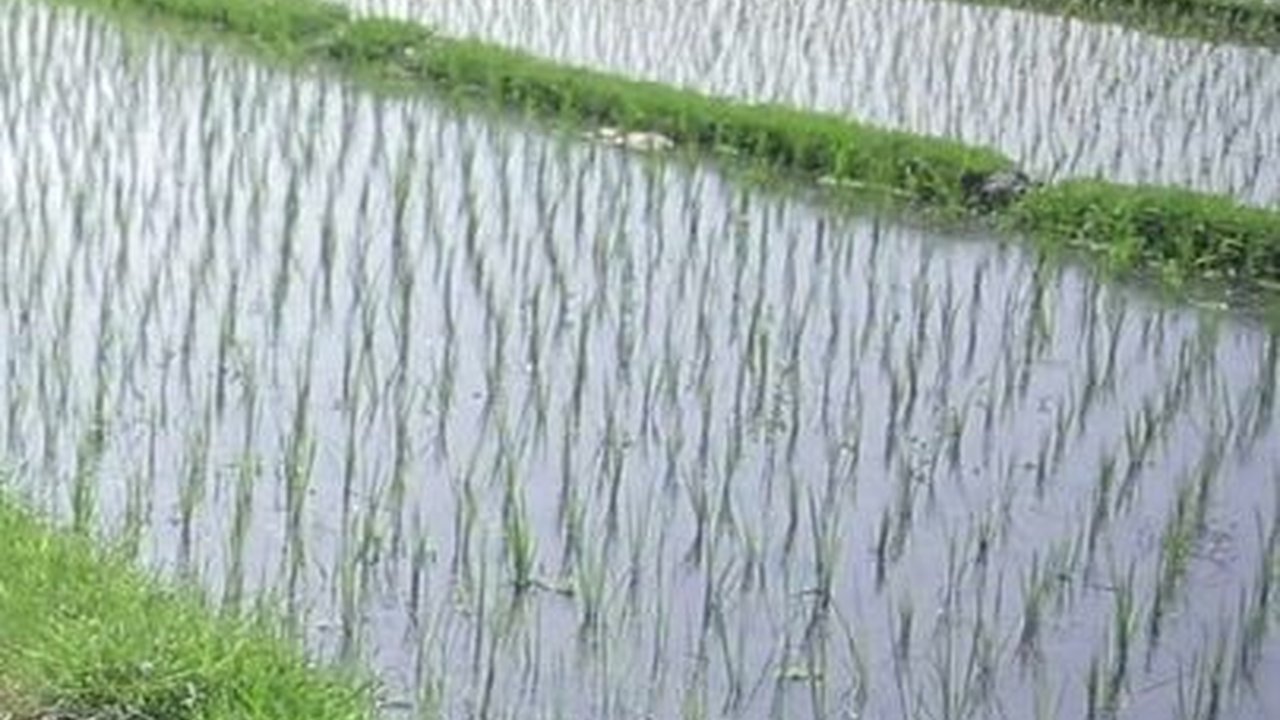Irigasi Terawat, Pertanian Bantul Tak Terpengaruh El Nino