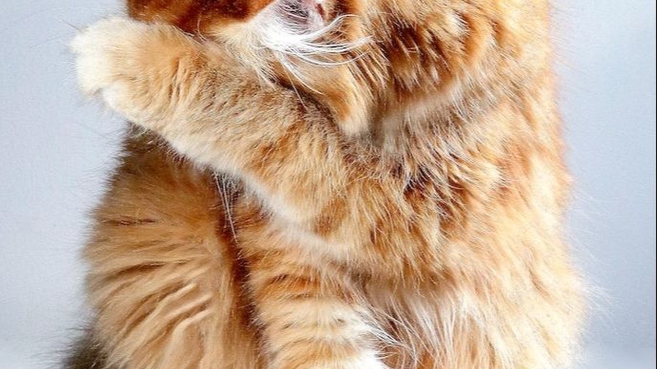 7 Penyakit yang Bisa Ditularkan Kucing kepada Manusia dan Cara Mencegahnya