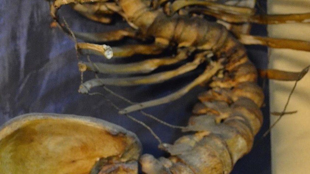 3 Penyakit Menular yang Diketahui Sudah Berusia Ribuan Tahun Berdasar Temuan Arkeolog