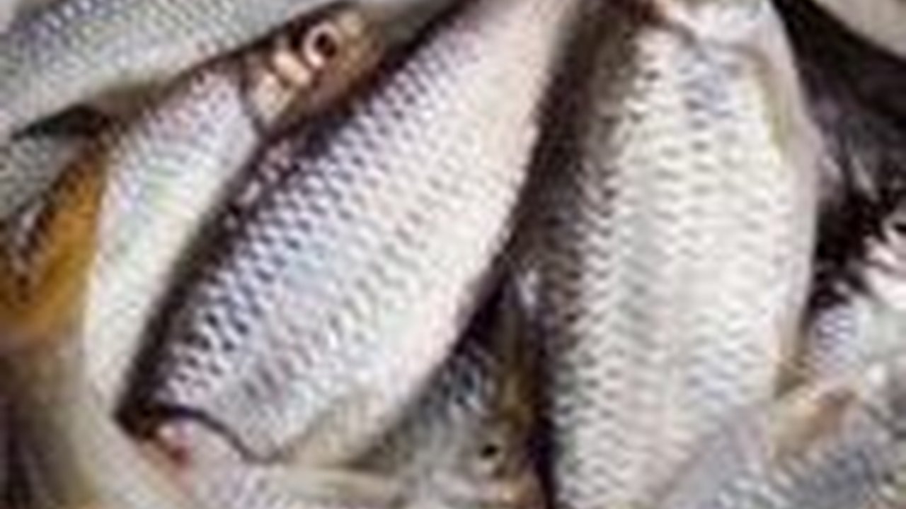 Danau Toba Tampil di Google Doodle, 7 Jenis Ikan Ini Ternyata Hidup di Sana