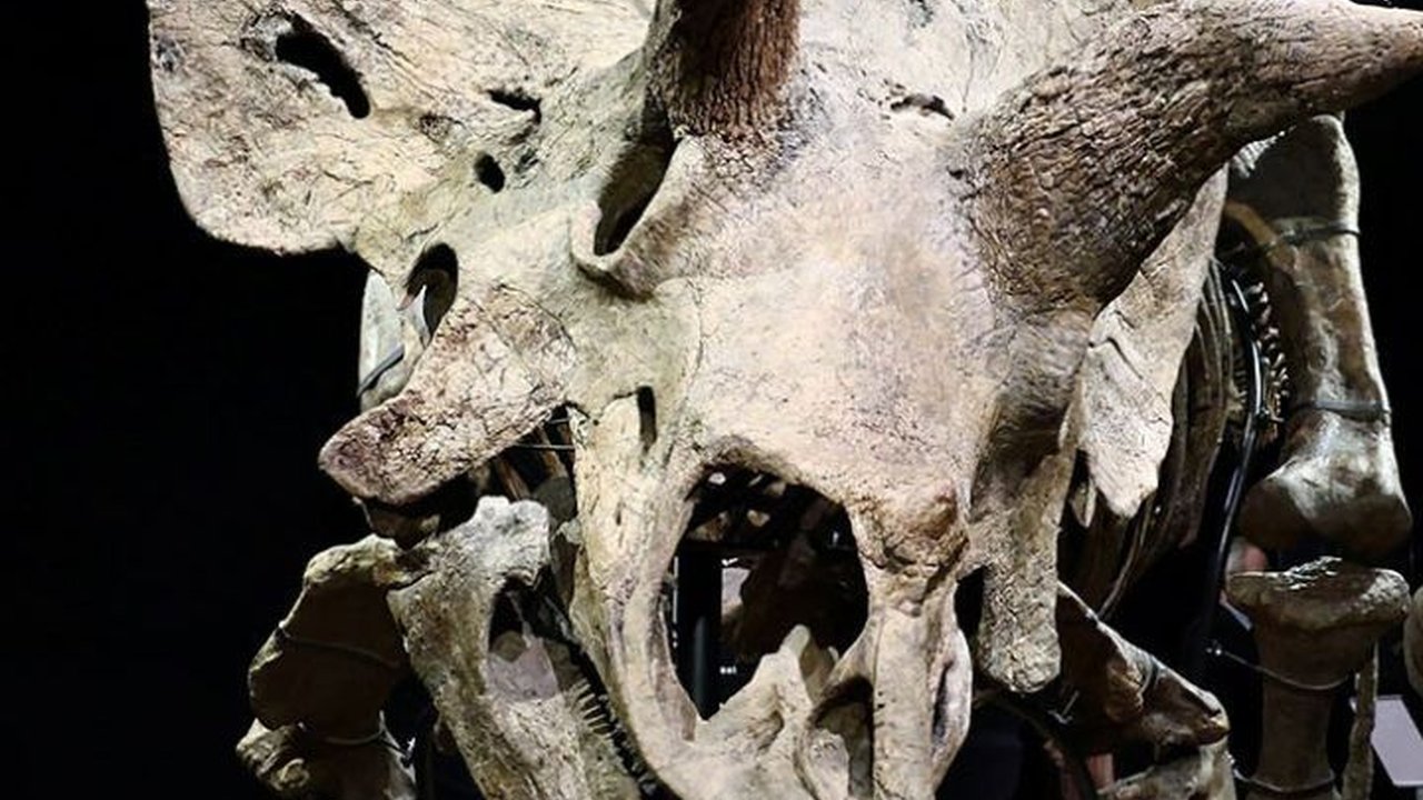 Berapa Banyak Fosil Dinosaurus yang Belum Terungkap? Ini Kata Ilmuwan