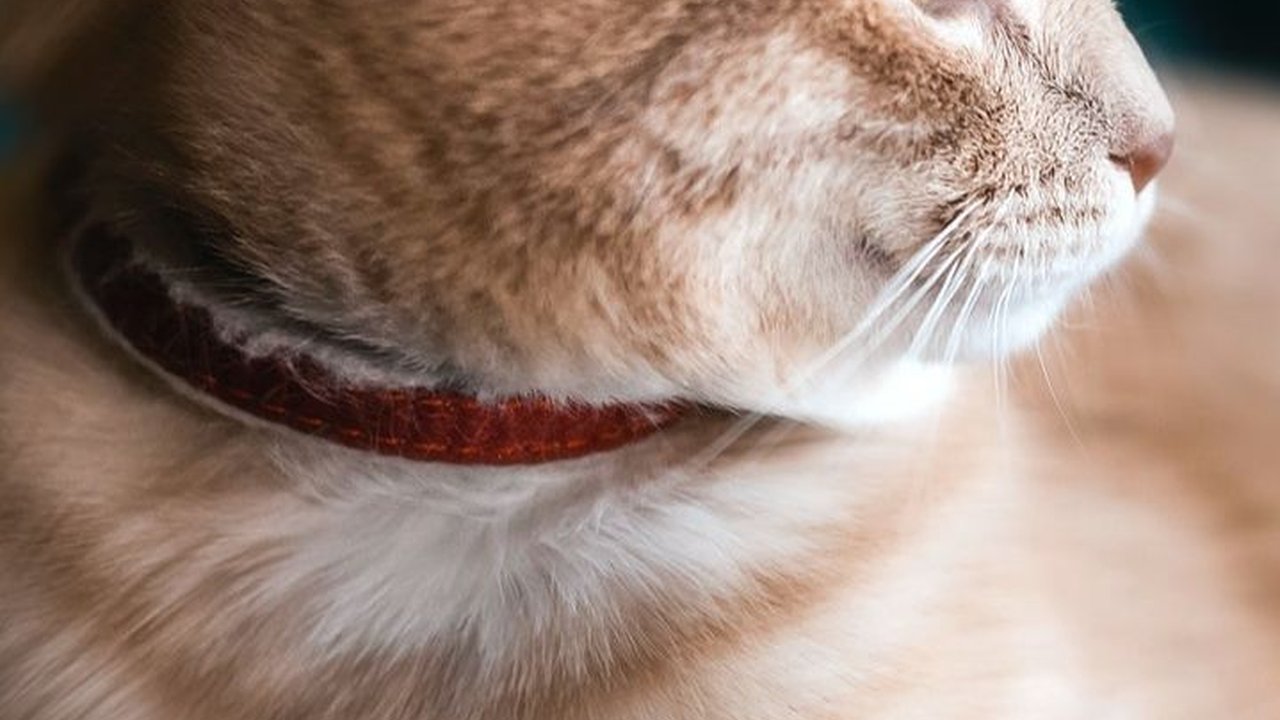 200 Nama Kucing Lucu Jantan dan Betina yang Lucu dan Unik
