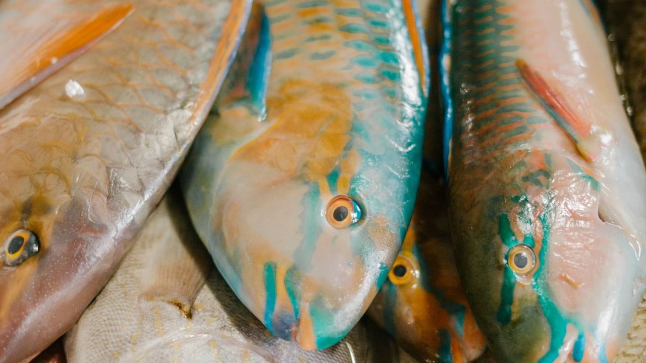 10 Jenis Ikan dengan Kandungan Protein Tinggi dan Harga Murah yang Bisa Dibeli di Pasar