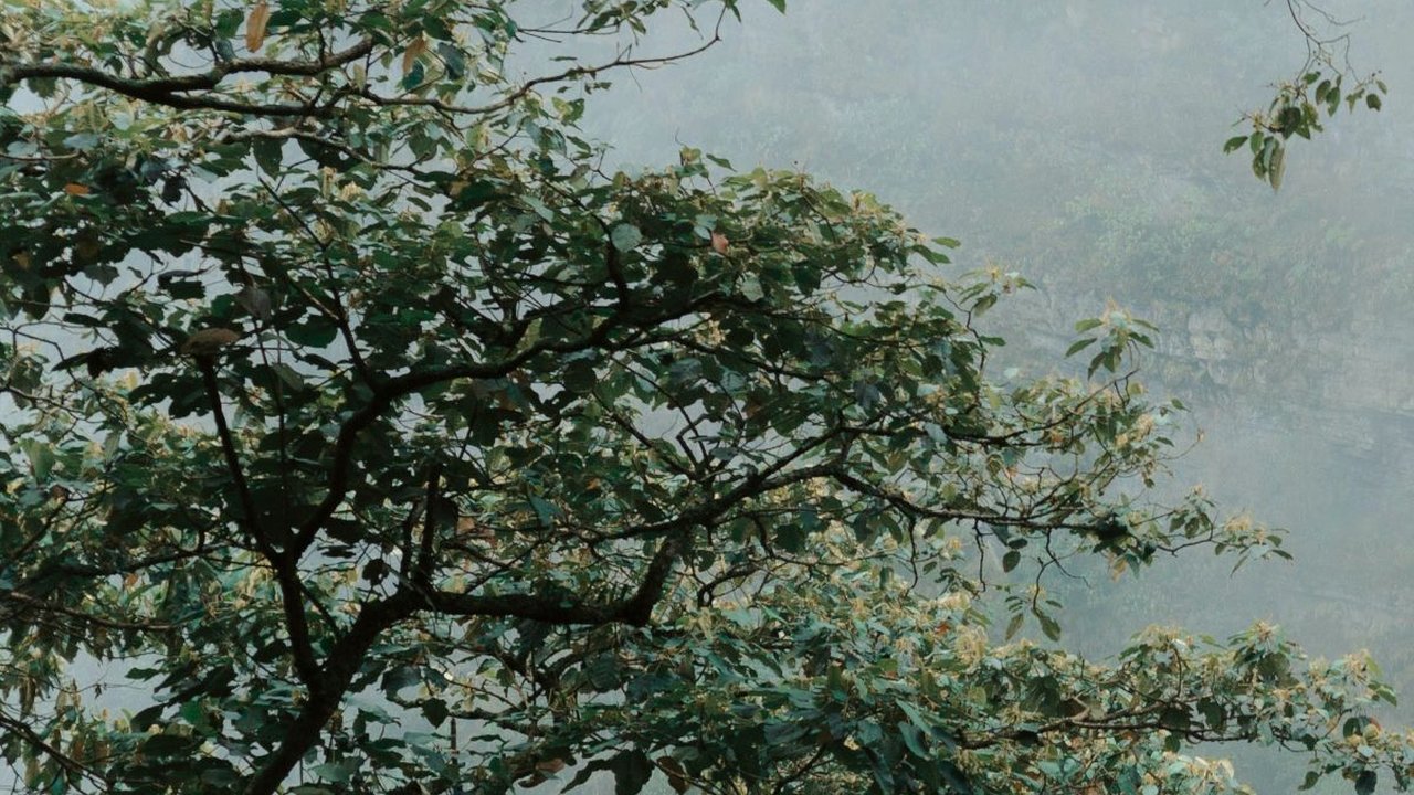 Penelitian: Ini yang Bakal Terjadi dengan Bumi jika Manusia Punah