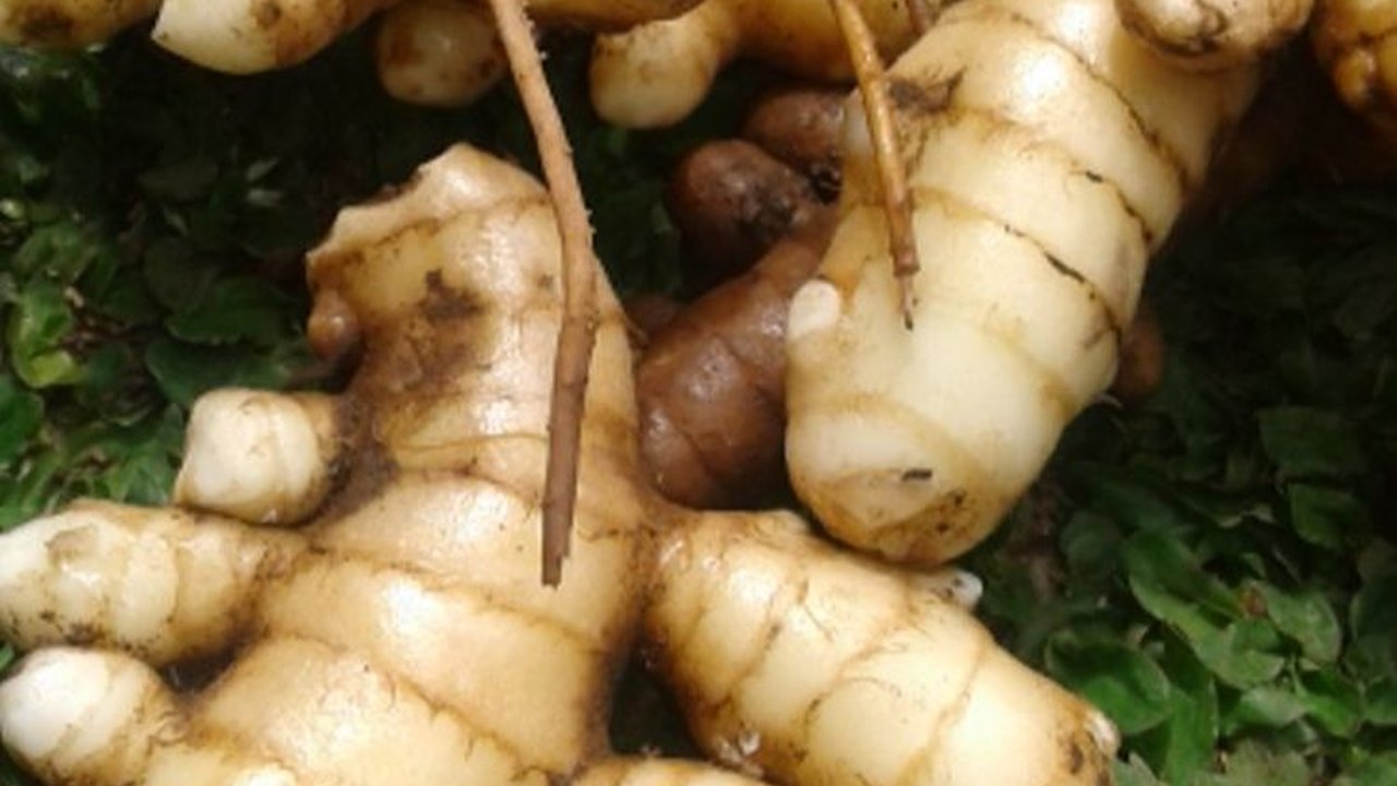 Manfaat Kunyit Putih untuk Kesehatan Tubuh, Mampu Obati Alergi dan Redakan Nyeri