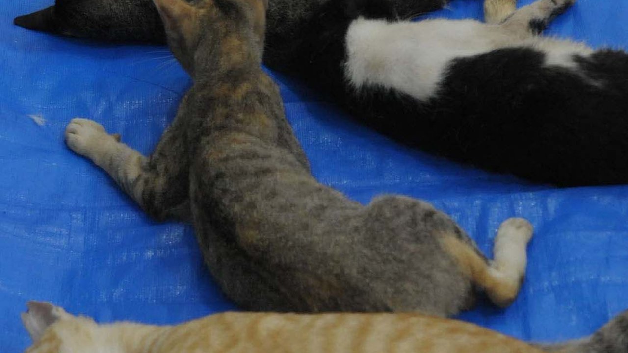 Ciri-ciri Kucing Rabies, Ketahui Penyebabnya yang Perlu Diwaspadai