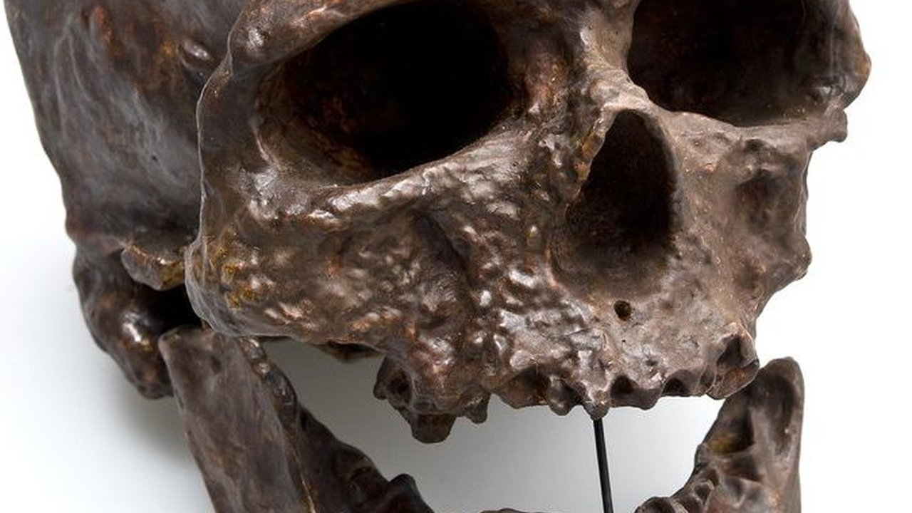 Mengenal 8 Ciri-ciri Manusia Purba Homo Sapiens, Nenek Moyang Manusia Modern