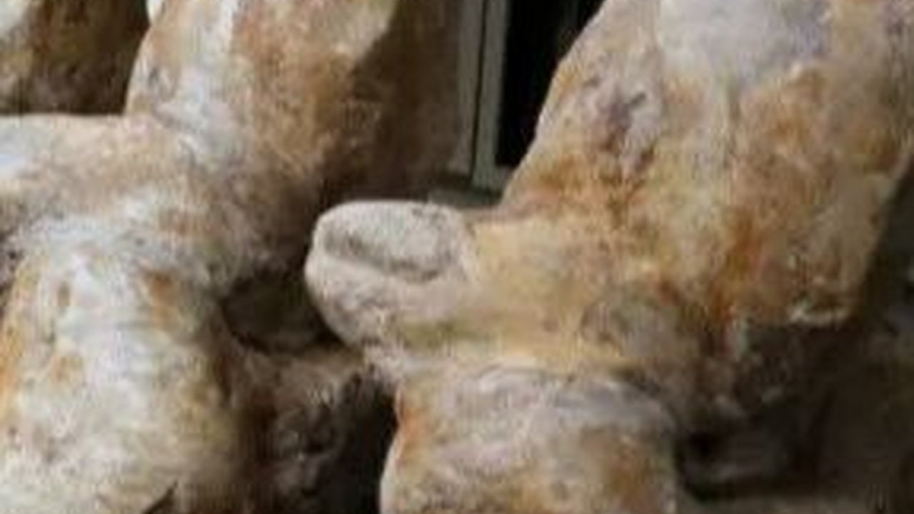 Bukan Dinosaurus, Hewan Terberat di Dunia Ditemukan di Gurun Peru