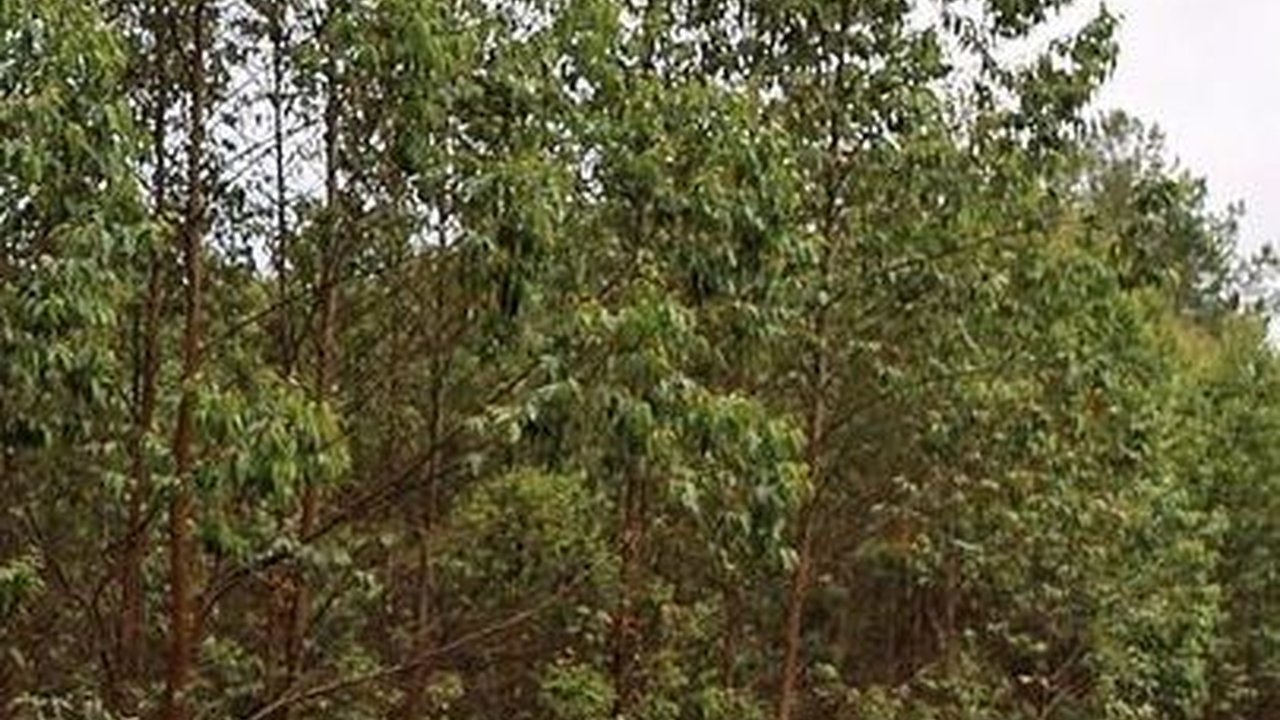 Haus Kemenangan, Ini Target Musa Rajekshah Pada Kejurnas South Borneo Rally di Kalsel