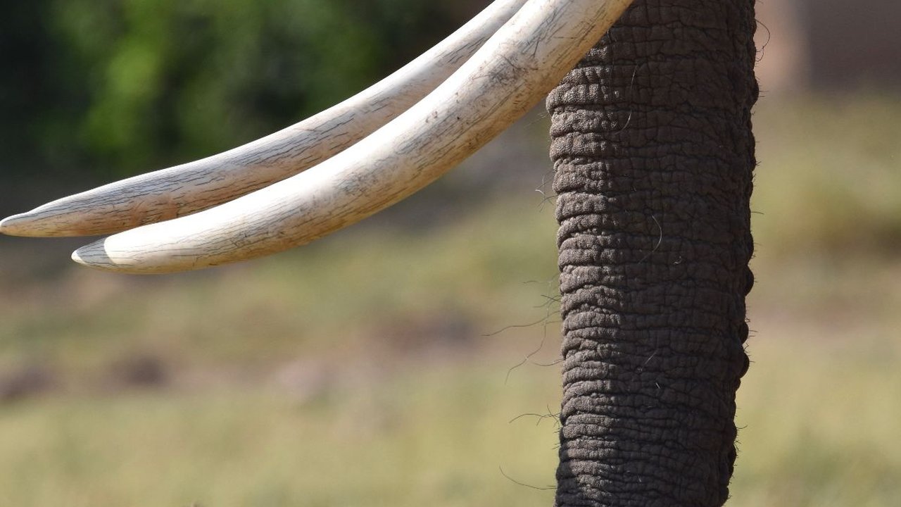 Lagi Bangun Rumah, Warga Temukan Fosil Gading Gajah Diduga Berusia 800 Ribu Tahun