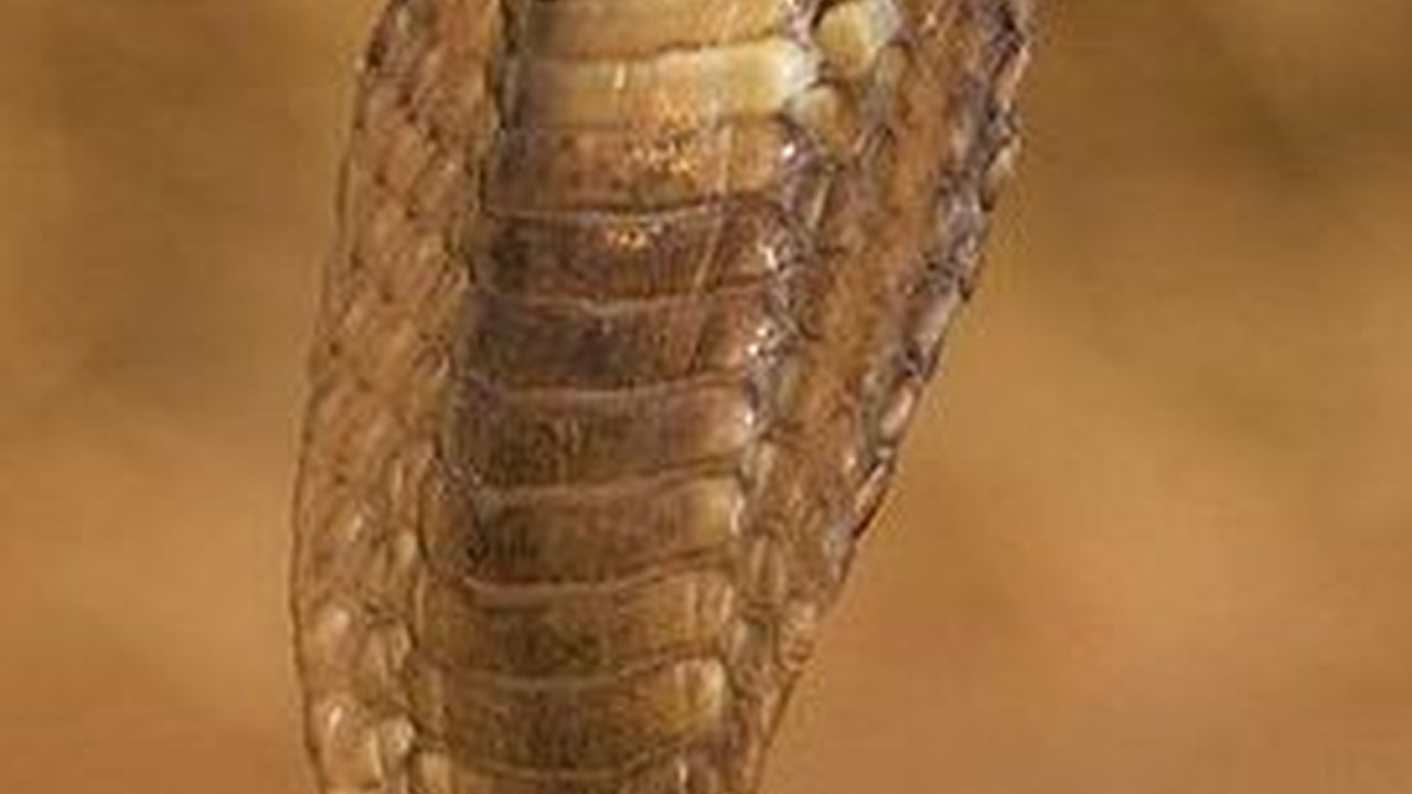 Awalnya Gagah Menantang, Ular Kobra Ini Ciut Ketakutan Digampar Pawang