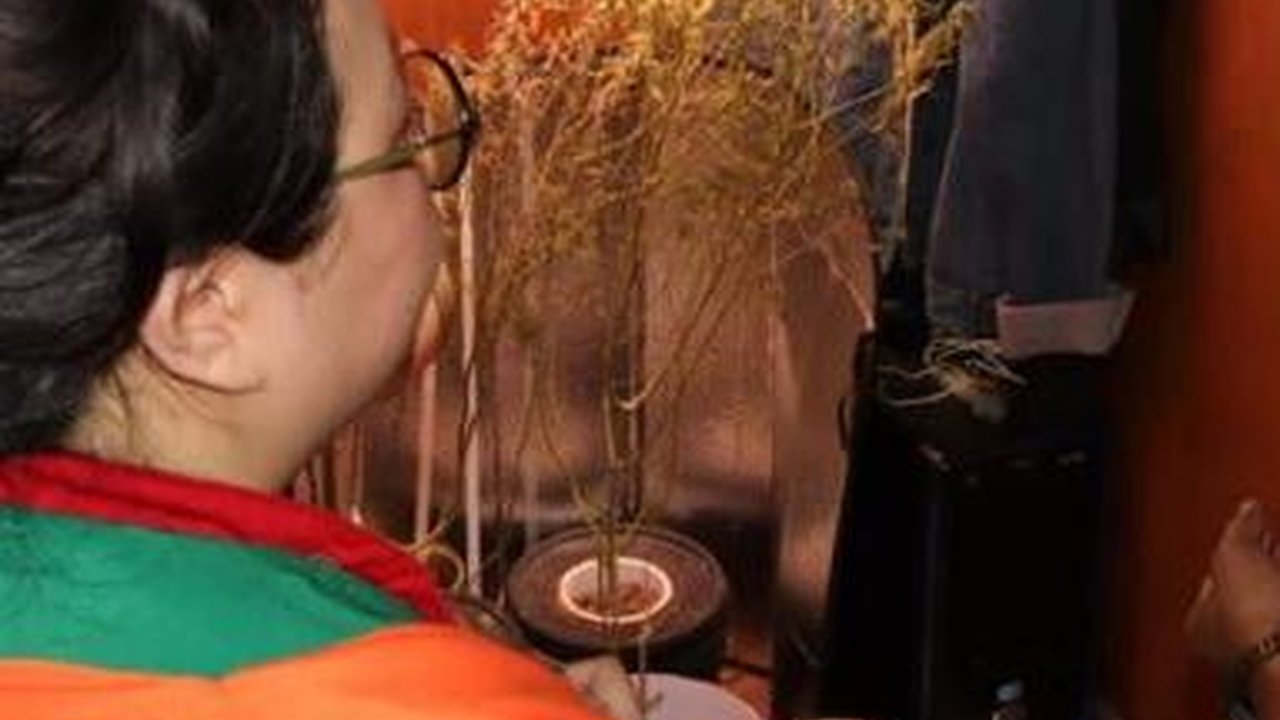 Tanam Ganja Hidroponik di Lemari Pakaian, Wanita Ini Ditangkap Polisi