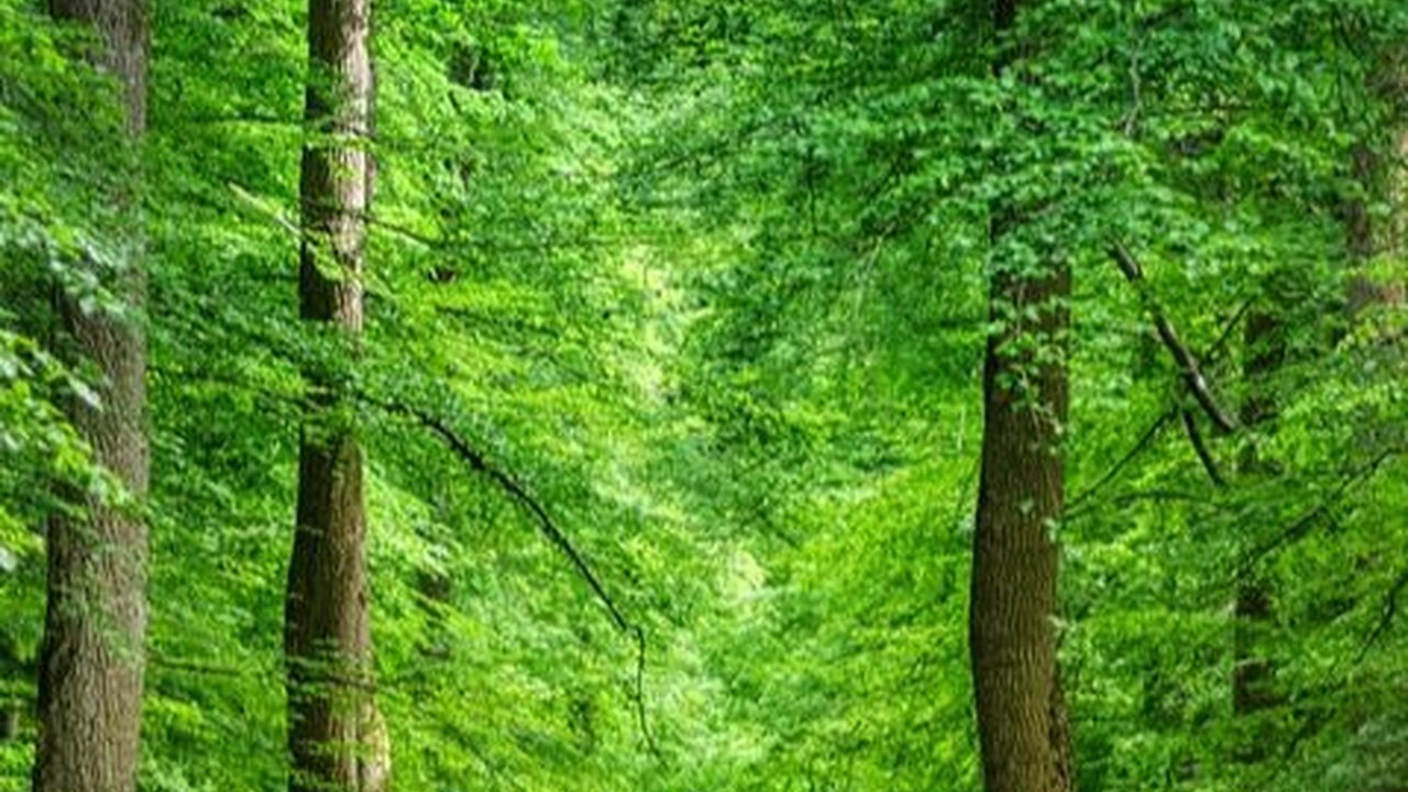 7 Agustus Peringatan Hari Hutan Indonesia, Ketahui Sejarah dan Upaya Pelestariannya