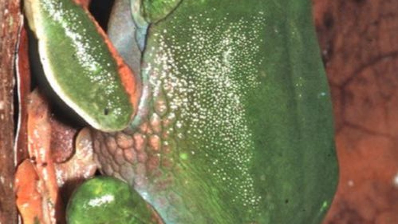 Spesies Kodok Baru Ditemukan di Hutan Papua, Warnanya Unik dan Hidup di Atas Pohon
