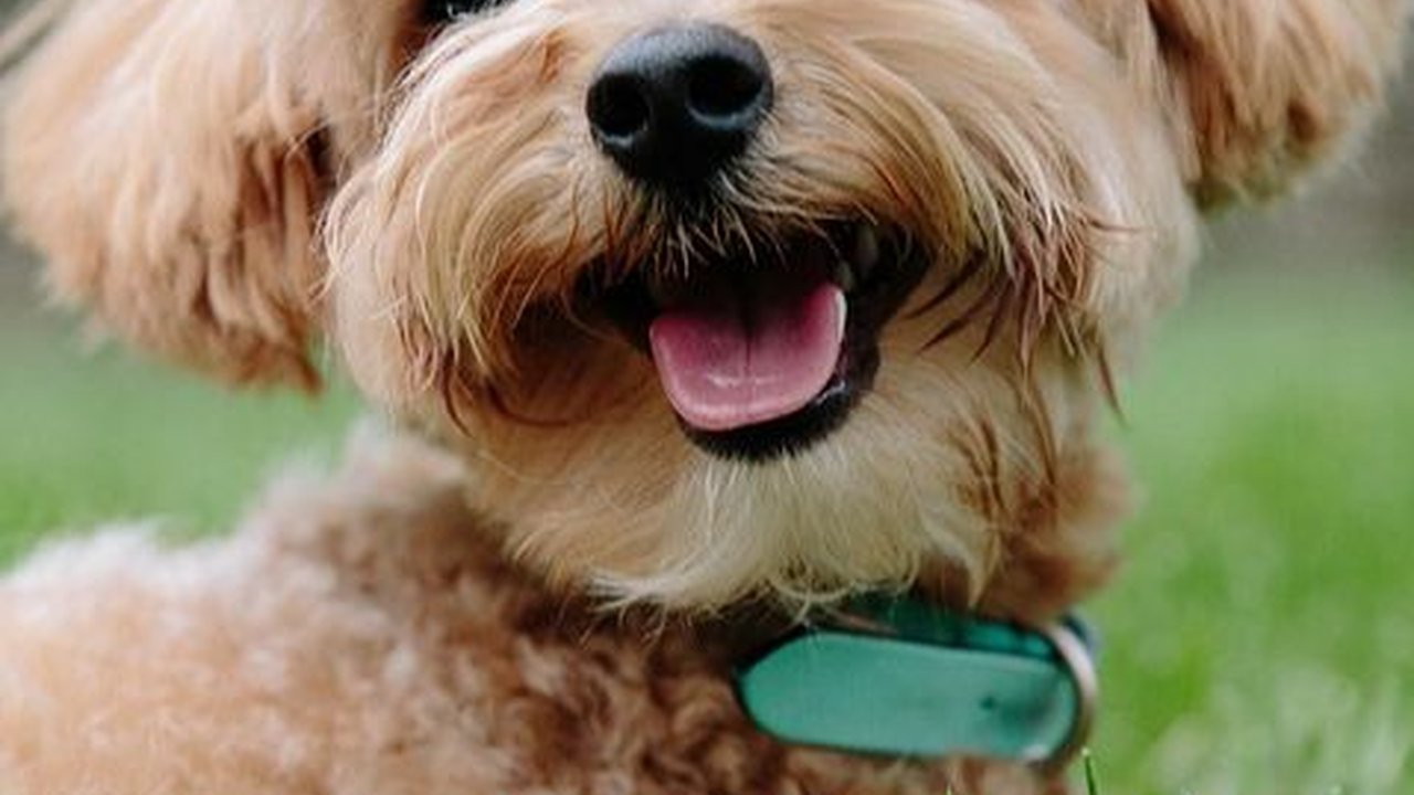 10 Jenis Anjing Kecil yang Lucu, Cocok untuk jadi Teman di Rumah